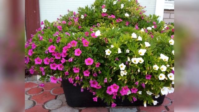 Калибрахоа - личный опыт смотреть онлайн