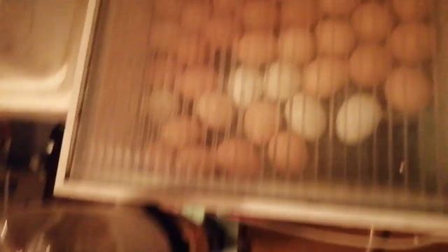 овоскоптрование яйцо Араукана и Кохенхин смотреть онлайн