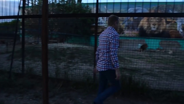 Вечернее сафари! смотреть онлайн