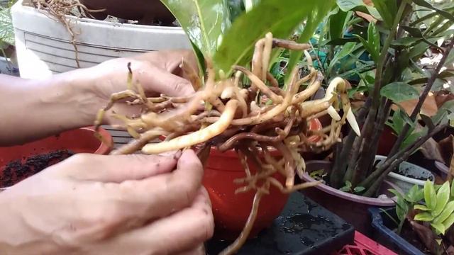 HOW TO PROPAGATE CARDBOARD ANTHURIUM? PLANTING TUTORIAL TIPS BY JOE PLANTITO смотреть онлайн
