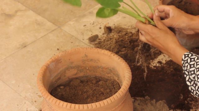 Division and Repotting Elephant Ear Plant смотреть онлайн