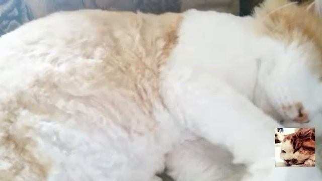 КАК УХАЖИВАТЬ ЗА ШЕРСТЬЮ КОШКИ / ANASTASIIA&CATS? смотреть онлайн