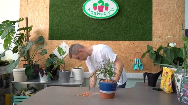 Бокарнея, Нога слона или просто Нолина пересадка в керамику смотреть онлайн