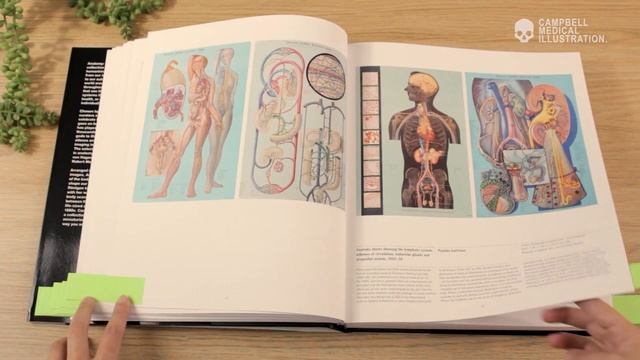 Medical Illustration Book Tour: Anatomy - Exploring the Human Body смотреть онлайн
