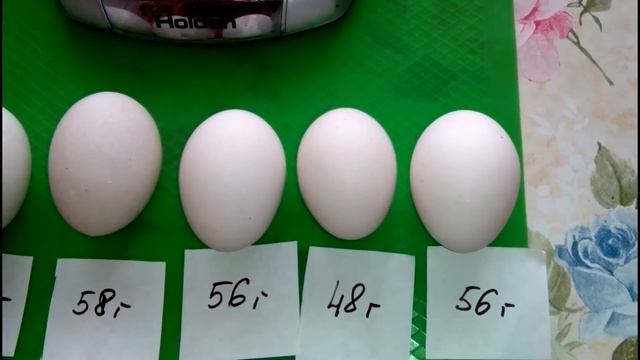 ЯЙЦО КУР ПОРОДЫ БОРКОВСКАЯ БАРВИСТАЯ. Обзор