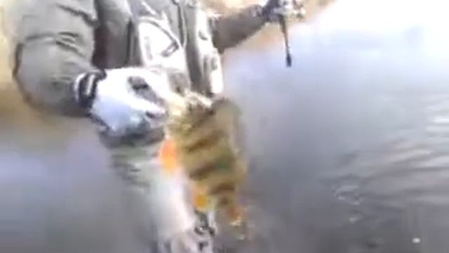 Исеть, окунь еще смотреть онлайн