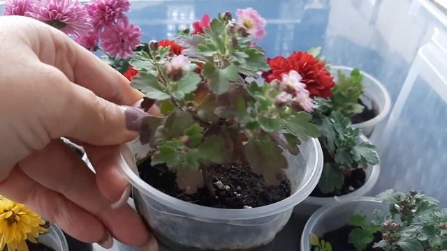 Обзор моих хризантем