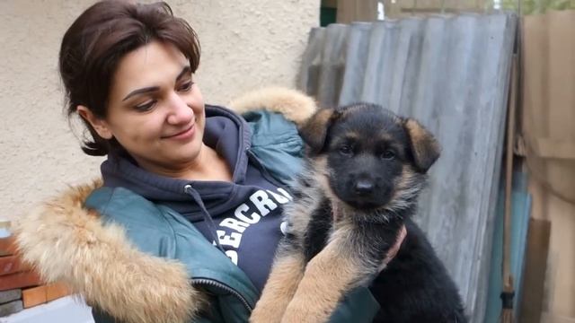 Выбор щенка Немецкой овчарки. We choose a puppy of the German Shepherd. смотреть онлайн