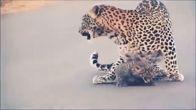 Гепард и гепардики. А есть такое слово гепардики?