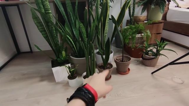 My Snake Plant (Sansevieria) Collection Masoniana, Diamond Flame, Laurenti, Cylindrica and Zeylanic смотреть онлайн