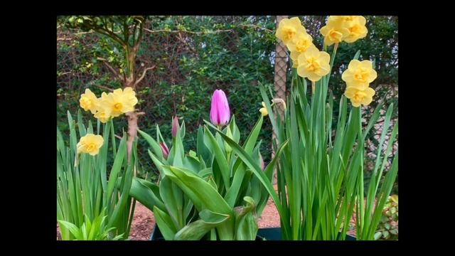 Daffodils - 'Bridal Crown' and 'Yellow Cheerfulness' narcissus planted in pots. смотреть онлайн
