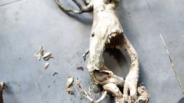 How to Save a Rotten, Dying, Desert Rose (Adenium Caudex) Part 3 смотреть онлайн