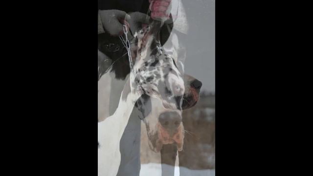 Фото слайд шоу