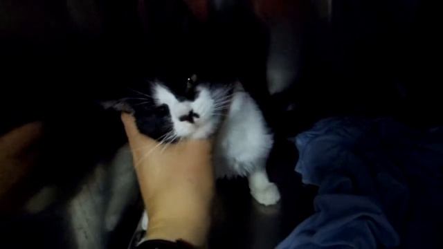 Котёнок-перелом плеча.MOV смотреть онлайн