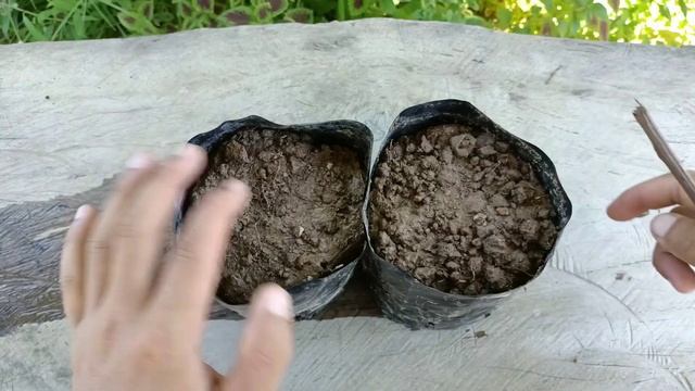 How To Grow Hibiscus Plant , Hibiscus Plant Care