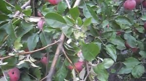 Сорт яблок Ред делишес