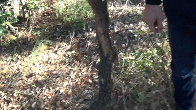 В испанском лесу ищем коряги для террариума VLOG хамелеона Баксика смотреть онлайн