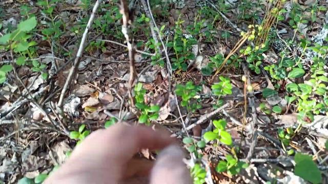 Белый груздь.Где искать,сбор, особенности. смотреть онлайн