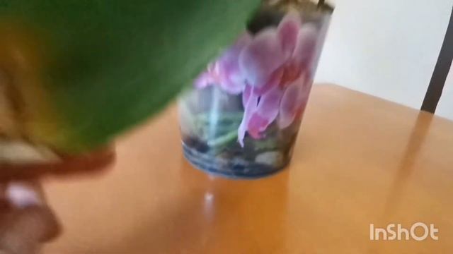 Орхидея Кембридж, спасли от плохой кармы. смотреть онлайн