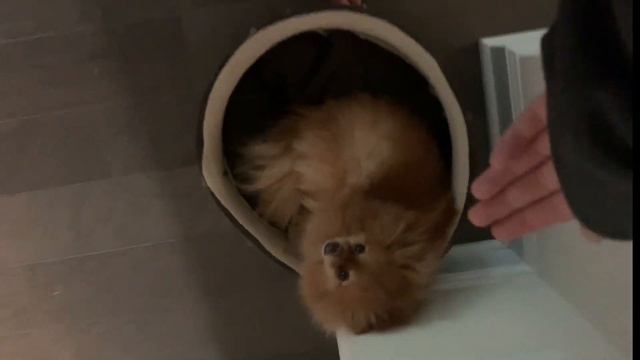 Пытаюсь встать в 5:00 смотреть онлайн