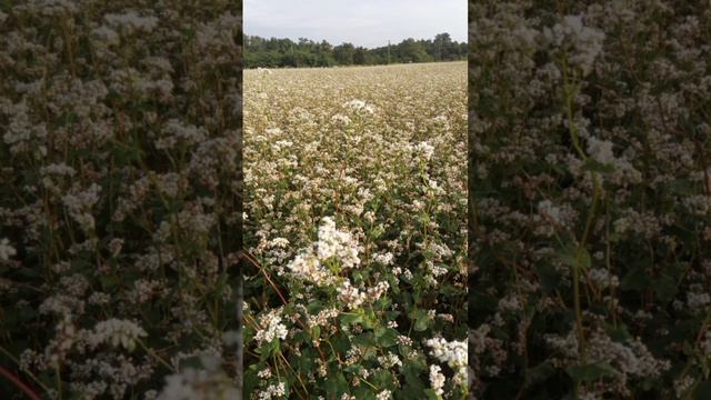 Мценск Орловская область
