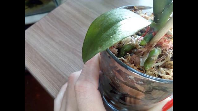 Обзор моих орхидей# орхидеи смотреть онлайн