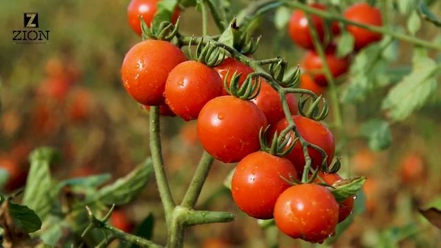 Ионитный питательный субстрат ЦИОН для рассады посадки подкормки овощей смотреть онлайн