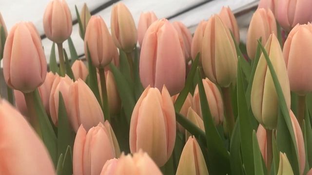 Выгонка тюльпанов. Сорт Thijs boots смотреть онлайн