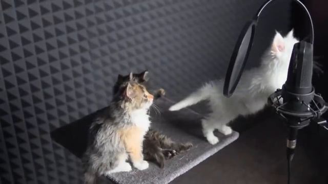Cute KITTENS Sing In AUTOTUNE смотреть онлайн