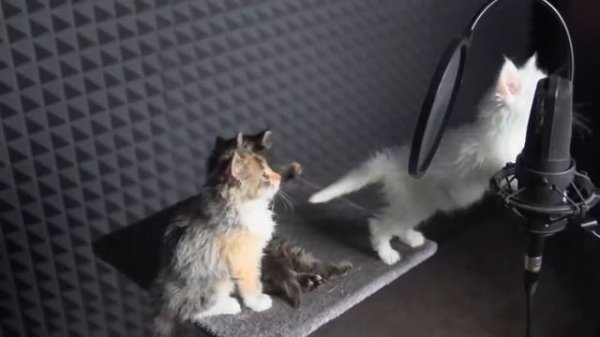 Cute KITTENS Sing In AUTOTUNE