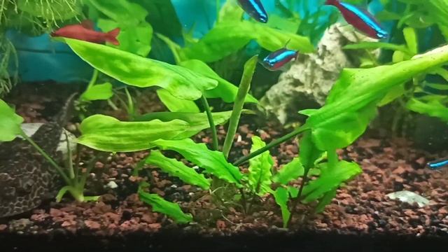 Водоросли, как их не допустить в аквариуме/ Советы начинающему аквариумисту смотреть онлайн