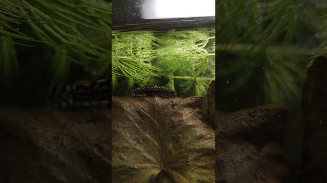 псевдоскат Севилья за работой смотреть онлайн