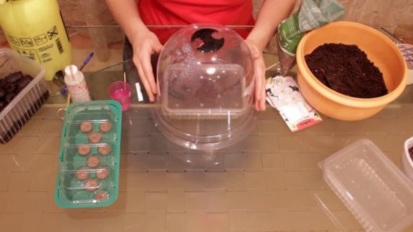 Выращивание петунии. Часть 1 - Посадка