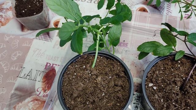 Кобея. Черенкование в марте.Томилино смотреть онлайн