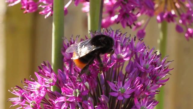 Bumble bee feeding on allium flowers смотреть онлайн