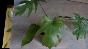 Размножение филодендрона в домашних условиях.