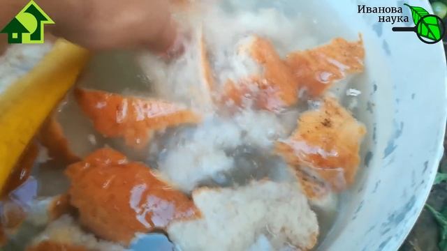 ПЕРЕЦ СОЗРЕЕТ в 2 РАЗА БЫСТРЕЕ, если подкормить его сейчас этим домашним БЕСПЛАТНЫМ средством.