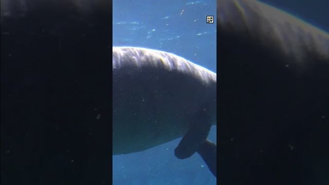Quick Manatee Facts - The Legend of a Sea Cow - Animal a Day M Week #shorts смотреть онлайн