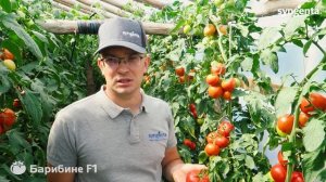 ? Ультра-ранний высокорослый гибрид БАРИБИНЕ F1, томат с широкими возможностями.