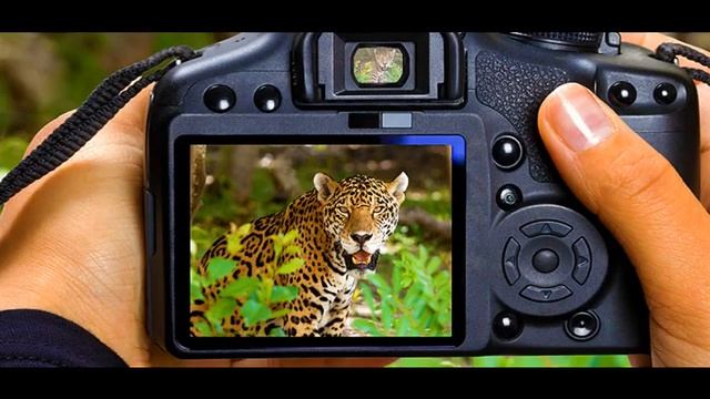 как научиться фотографировать видеоуроки смотреть онлайн