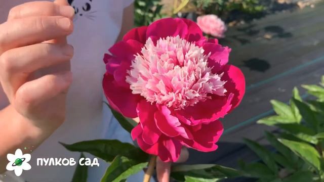 White cap peony. Уайт кэп пион. Пулков сад смотреть онлайн