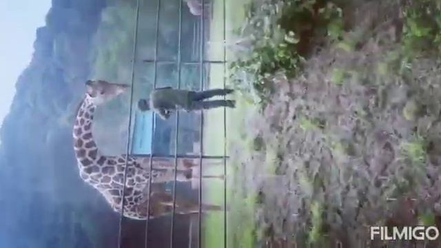 Feeding A Giraffe at Indira Gandhi Zoo Park, vizag смотреть онлайн