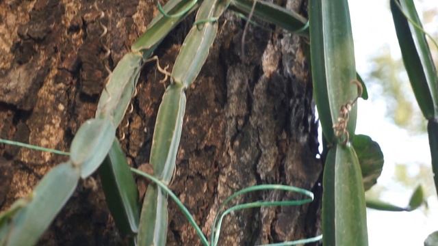 hadjod plant Cissus quadrangularis смотреть онлайн