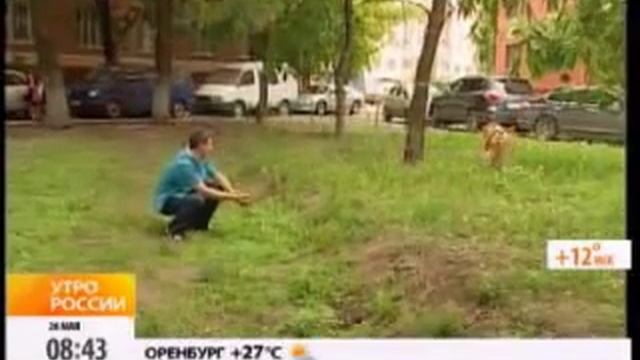 Украли собаку! Пропала собака! Поиск животных. смотреть онлайн