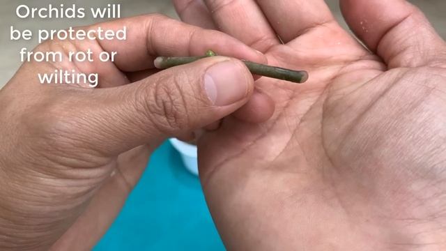 Magical way to propagate orchids quickly and instantly смотреть онлайн