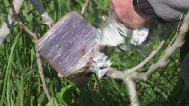 CLONE A FRUIT TREE The EASY WAY | Air Layering Fruit Trees