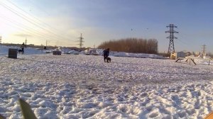 Дрессировка хаски Лекси