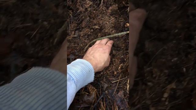 трюфель.Black Truffle.Tuber Mesentericum смотреть онлайн
