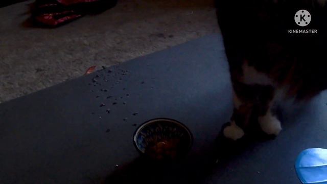 11. Тайная жизнь моих домашних животных. Крутой челлендж для кошек. смотреть онлайн