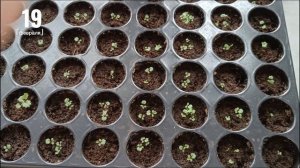 Ремонтантная земляника, выращиваем рассаду из семян в домашних условиях